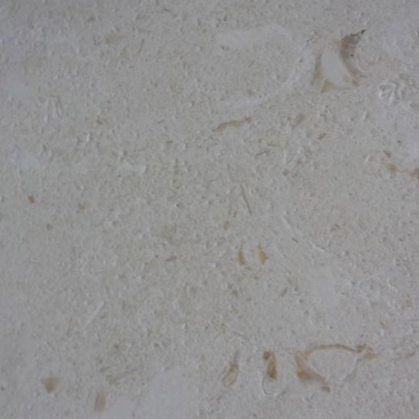 Sea Shell Limestone